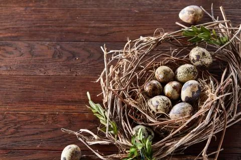 Willow nest with quail eggs on the dark wooden background, top view, close-up 스톡 사진