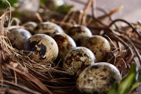 Willow nest with quail eggs on the dark wooden background, top view, close-up Stock Photos