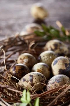 Willow nest with quail eggs on the dark wooden background, top view, close-up 스톡 사진