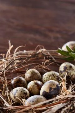 Willow nest with quail eggs on the dark wooden background, top view, close-up 스톡 사진