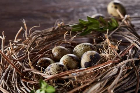 Willow nest with quail eggs on the dark wooden background, top view, close-up Stock Photos