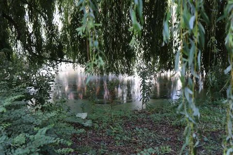 Willow over a ditch Stock Photos