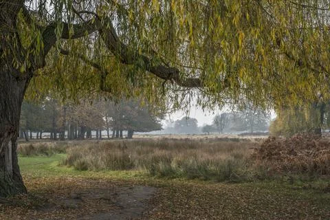 Willow over path Stock-Fotos