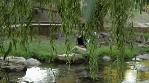 Willow over the river Stock Footage 8909401