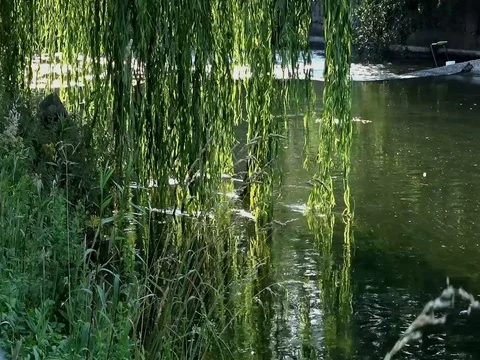Willow over the river Stock Footage 77572383