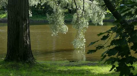 Willow over the water Stock Footage 11564109