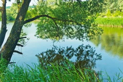 Willow over water Stock Photos