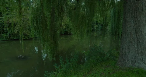 Willow Overhanging River in Delft Stock Footage 346421877