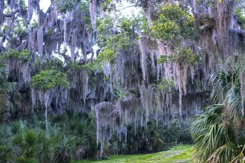 Willow Path Foto stock