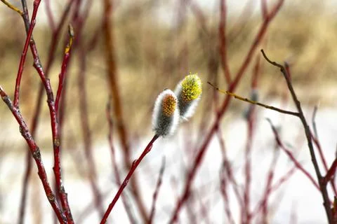 Willow Stock Photos