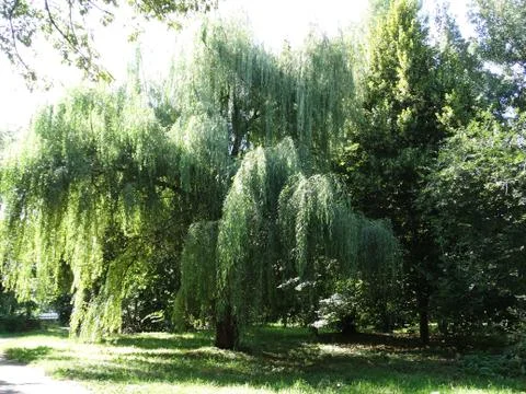Willow Foto stock