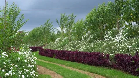  willow plants Stock Footage 151144883