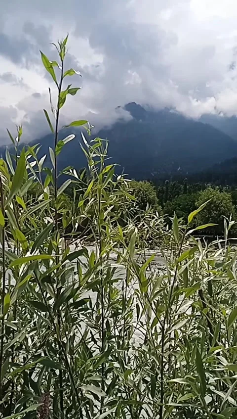 Willow Plants Swaying by Himalayan River with Cloudy Mountains Stock Footage 337158301