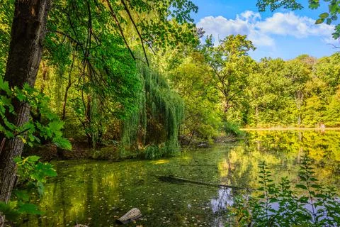 Willow on pond Foto stock