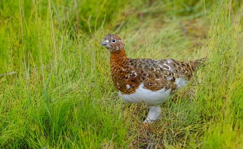 Willow Ptarmigan Stock Photos