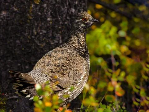 Willow Ptarmigan Stock Photos