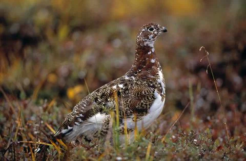 Willow Ptarmigan Stock Photos