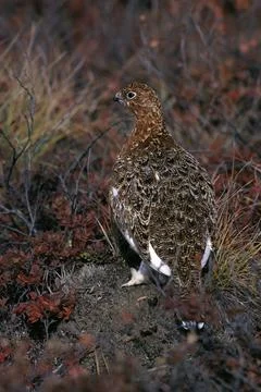 Willow Ptarmigan Stock Photos