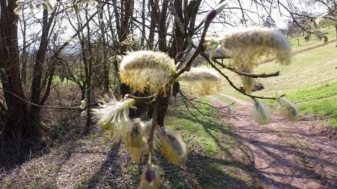 Willow pussy at a tree in springtime Stock Footage 128942371