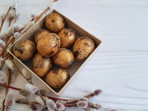 Willow quail eggs Easter on a white wooden box Stock Photos