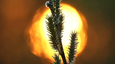 Willow on rising Video stock 707949