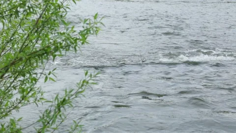 Willow by the river Stock Footage 95940348