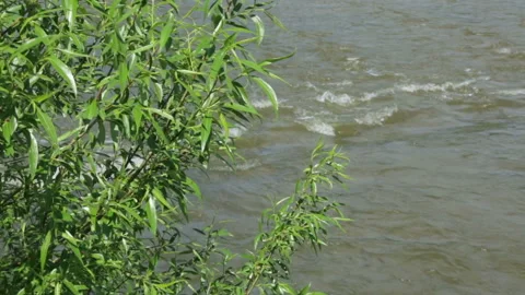 Willow by the river Stock Footage 95957806