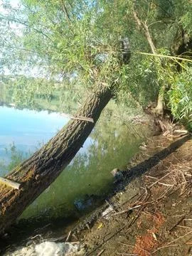 Willow by the river Фото