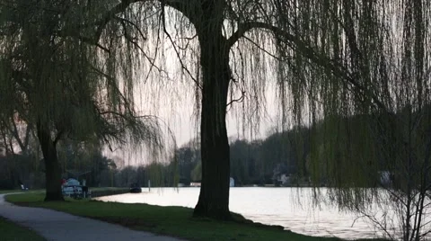 Willow by river thames Vídeos de archivo 48398457