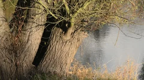Willow (Salix) Stock Footage 12914687