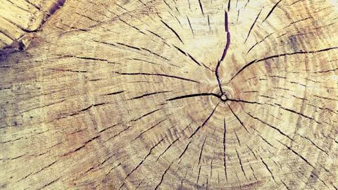 Willow saw-cut. Stock Photos