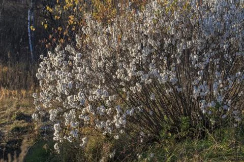 Willow seed Foto stock