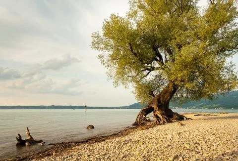 Willow at the shore of lake Bodensee Stock Photos