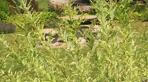 Willow shrubs in the park 스톡 동영상 55809916