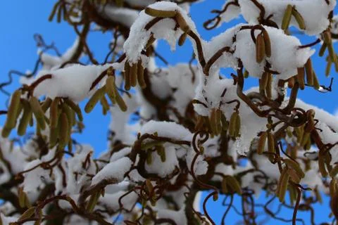Willow with snow in the winter Stock Photos
