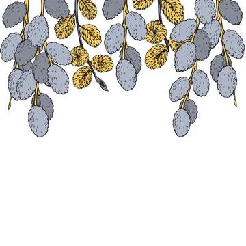 Willow spring branches. Vector   background. Stock Illustration