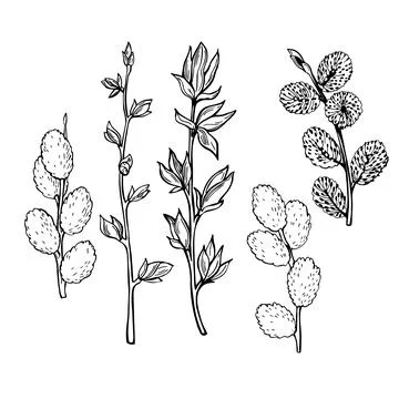 Willow spring branches. Vector   illustration. Stock Illustration