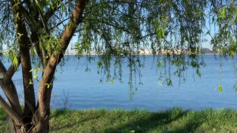 Willow in the spring over the lake. Clear warm day. Video stock 237183527