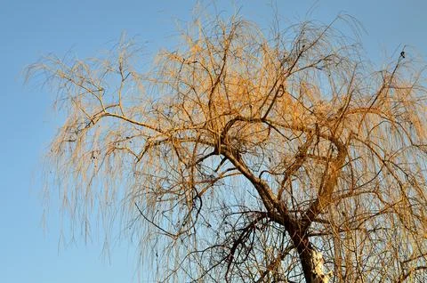 Willow, in spring, still without leaves, illuminated by the sun, against the Stock Photos