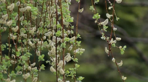 Willow spring tree Stock Footage 62435779