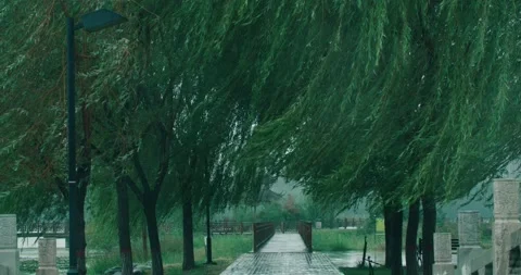 Willow swaying in the wind and rain - small bridge in China Stock Footage 234054337
