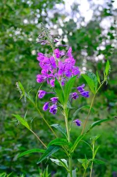 Willow-tea (Ivan-tea) Stock Photos