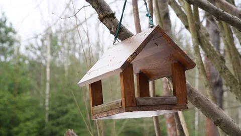 Willow tit in bird feeder Stock Footage 280195370