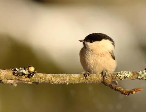 Willow tit on branch Foto stock