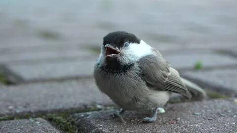 Willow tit close up. Slow motion Stock Footage 132965768