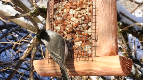 Willow Tit driving Blue Tit off a bird feeder in Norway in the winter / snow Stock Footage 148017540