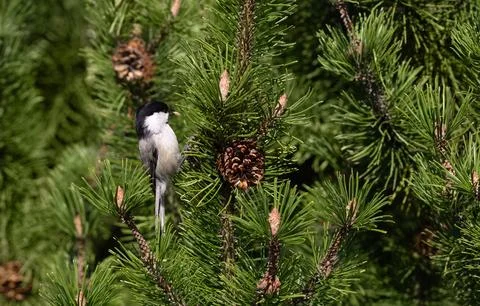 Willow tit eating pine cone seeds. Poecile montanus small bird on a pine  Stock Photos