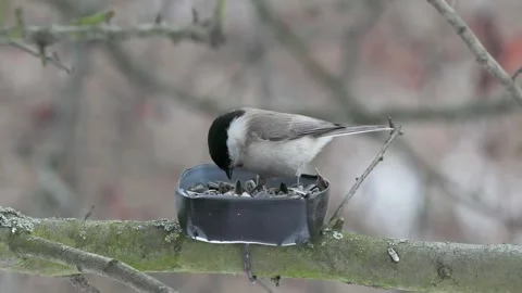 Willow Tit eats food on a tree branch Stock Footage 281261630