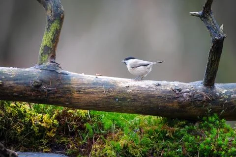 Willow tit in forest Stock Photos