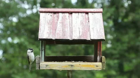 Willow tit in old bird house Stock Footage 20459930